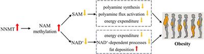 Nicotinamide N-methyltransferase (NNMT): a novel therapeutic target for metabolic syndrome